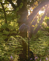 Ealing Path Spotlight - Outdoor