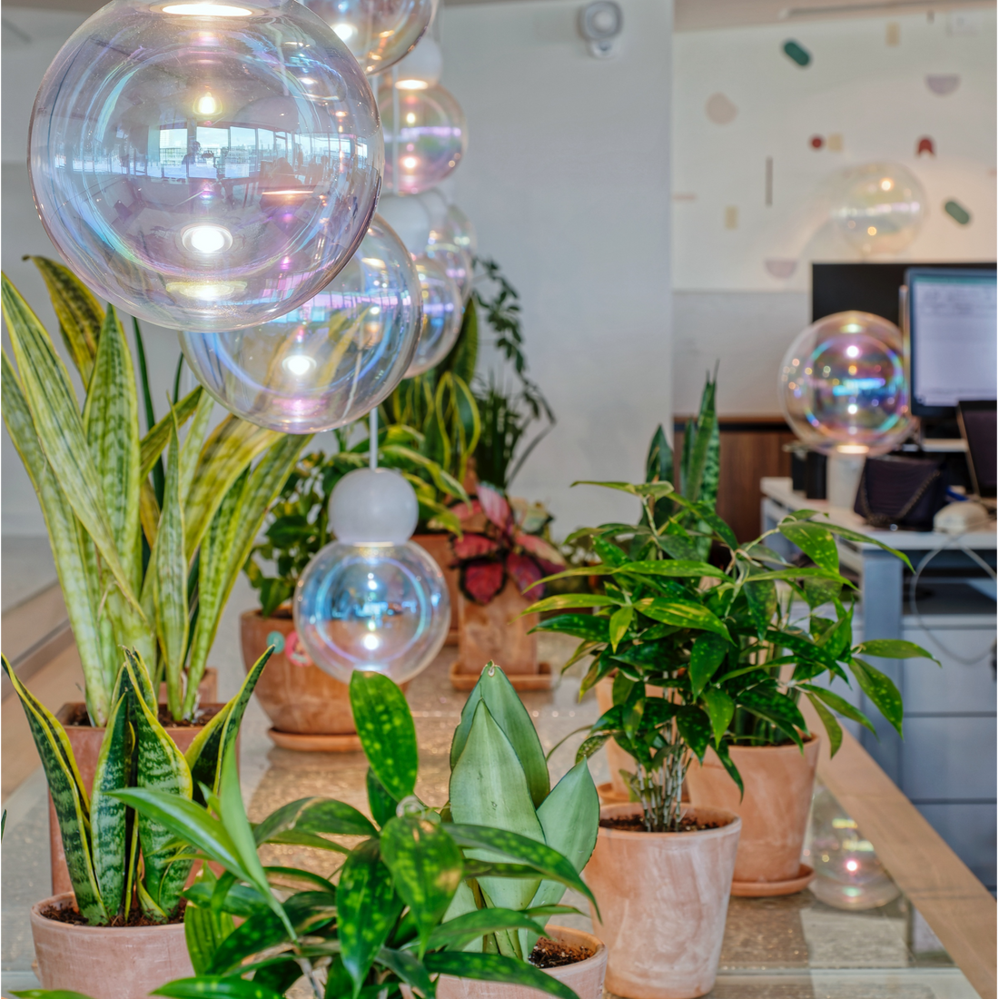 Modern interior with spherical pendant lights and potted plants